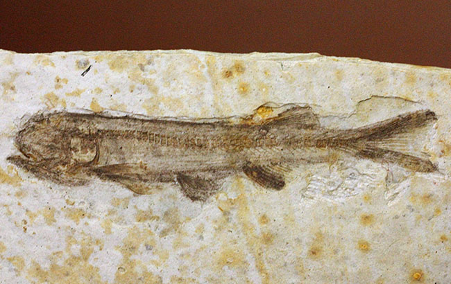 白亜紀前期の絶滅淡水魚、リコプテラ(Lycoptera sp.)の化石。(その2)