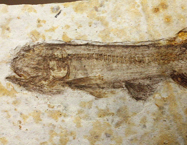 白亜紀前期の絶滅淡水魚、リコプテラ（Lycoptera sp.）の化石。（その3）