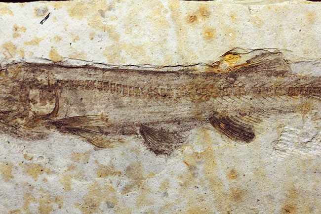 白亜紀前期の絶滅淡水魚、リコプテラ（Lycoptera sp.）の化石。（その4）