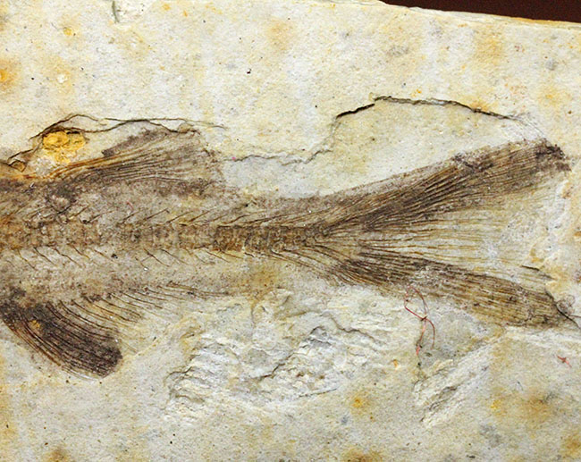 白亜紀前期の絶滅淡水魚、リコプテラ（Lycoptera sp.）の化石。（その5）