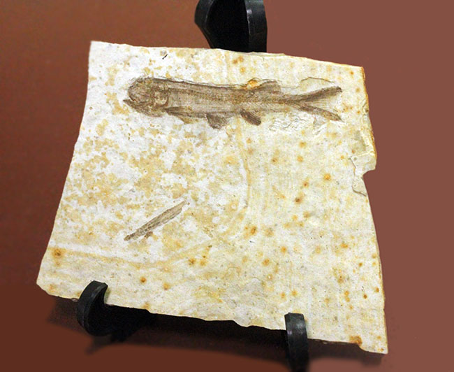 白亜紀前期の絶滅淡水魚、リコプテラ(Lycoptera sp.)の化石。(その6)