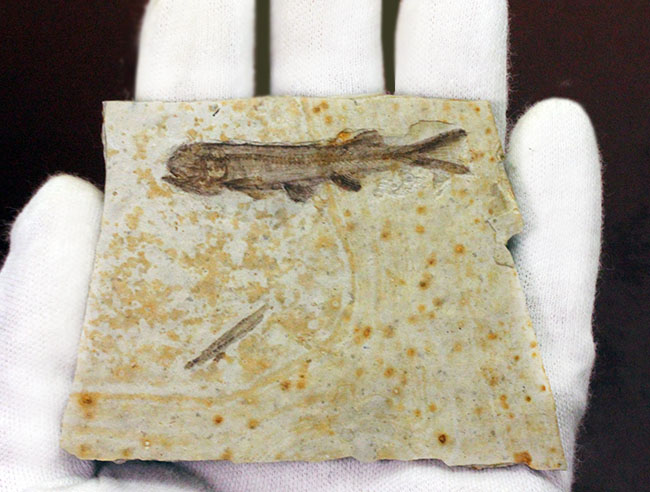 白亜紀前期の絶滅淡水魚、リコプテラ（Lycoptera sp.）の化石。（その7）