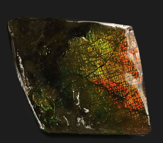 ザ・ドラゴンスキン!グラデーションが美しい、宝石、アンモライト(Ammolite)のピース(その2)