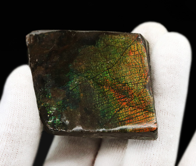 ザ・ドラゴンスキン!グラデーションが美しい、宝石、アンモライト(Ammolite)のピース(その3)