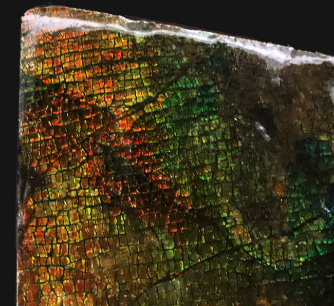 ザ・ドラゴンスキン!グラデーションが美しい、宝石、アンモライト(Ammolite)のピース(その4)