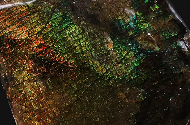 ザ・ドラゴンスキン!グラデーションが美しい、宝石、アンモライト(Ammolite)のピース(その5)