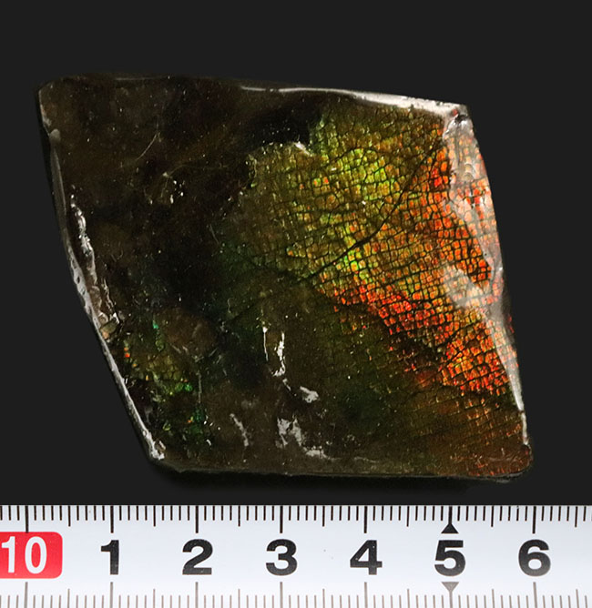 ザ・ドラゴンスキン!グラデーションが美しい、宝石、アンモライト(Ammolite)のピース(その8)