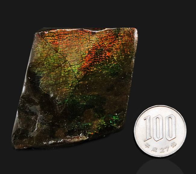 ザ・ドラゴンスキン!グラデーションが美しい、宝石、アンモライト(Ammolite)のピース(その9)