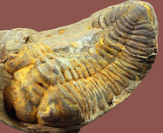 珍しい南米ボリビア産の三葉虫、エルドレジア・ヴェヌストゥス（Eldredgeia venustus）。ネガポジ化石。（その2）