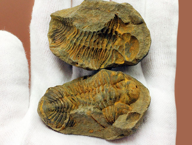珍しい南米ボリビア産の三葉虫、エルドレジア・ヴェヌストゥス(Eldredgeia venustus)。ネガポジ化石。(その3)