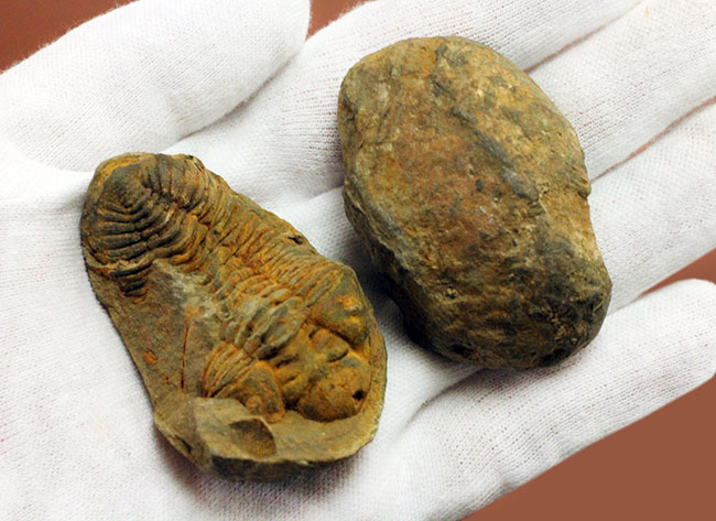 珍しい南米ボリビア産の三葉虫、エルドレジア・ヴェヌストゥス(Eldredgeia venustus)。ネガポジ化石。(その4)