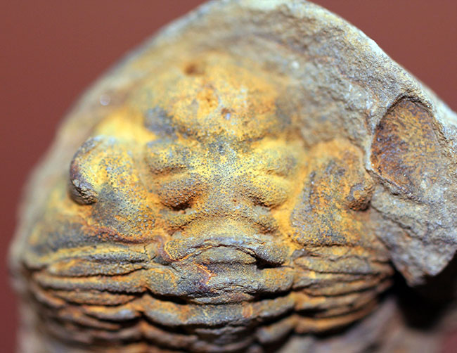 珍しい南米ボリビア産の三葉虫、エルドレジア・ヴェヌストゥス(Eldredgeia venustus)。ネガポジ化石。(その5)