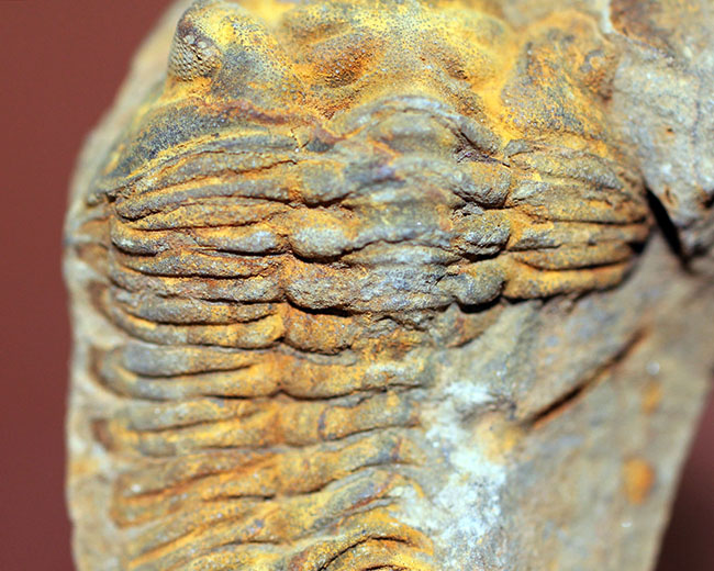 珍しい南米ボリビア産の三葉虫、エルドレジア・ヴェヌストゥス(Eldredgeia venustus)。ネガポジ化石。(その6)