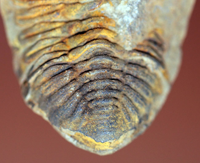 珍しい南米ボリビア産の三葉虫、エルドレジア・ヴェヌストゥス(Eldredgeia venustus)。ネガポジ化石。(その7)