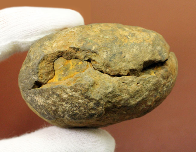 珍しい南米ボリビア産の三葉虫、エルドレジア・ヴェヌストゥス