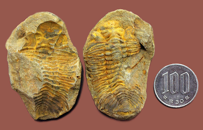 珍しい南米ボリビア産の三葉虫、エルドレジア・ヴェヌストゥス(Eldredgeia venustus)。ネガポジ化石。(その9)