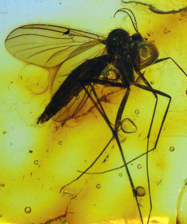 およそ4000万年前の針葉樹の樹脂の化石、透明度高い!大きなキノコバエ科の虫を内包したバルト海産琥珀(Amber)(その1)