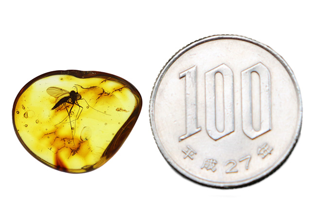 およそ４０００万年前の針葉樹の樹脂の化石、透明度高い！大きなキノコバエ科の虫を内包したバルト海産琥珀（Amber）（その10）