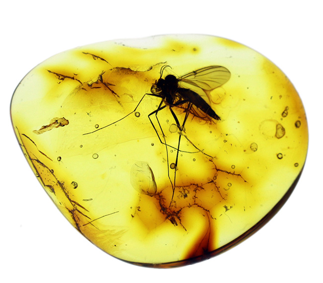 およそ4000万年前の針葉樹の樹脂の化石、透明度高い!大きなキノコバエ科の虫を内包したバルト海産琥珀(Amber)(その3)