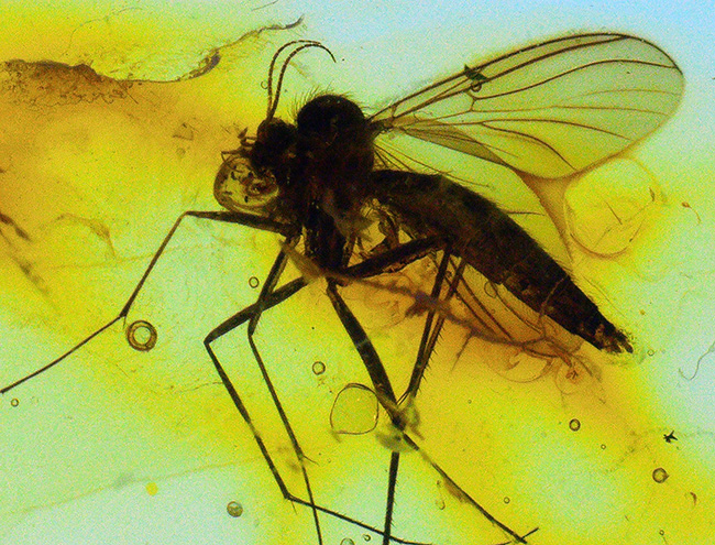 およそ4000万年前の針葉樹の樹脂の化石、透明度高い!大きなキノコバエ科の虫を内包したバルト海産琥珀(Amber)(その4)