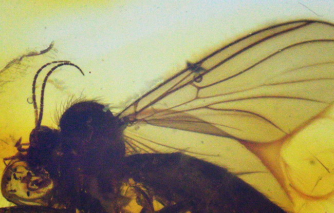 およそ4000万年前の針葉樹の樹脂の化石、透明度高い!大きなキノコバエ科の虫を内包したバルト海産琥珀(Amber)(その5)