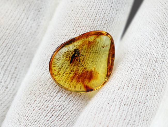 およそ4000万年前の針葉樹の樹脂の化石、透明度高い!大きなキノコバエ科の虫を内包したバルト海産琥珀(Amber)(その6)