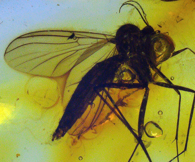 およそ4000万年前の針葉樹の樹脂の化石、透明度高い!大きなキノコバエ科の虫を内包したバルト海産琥珀(Amber)(その7)
