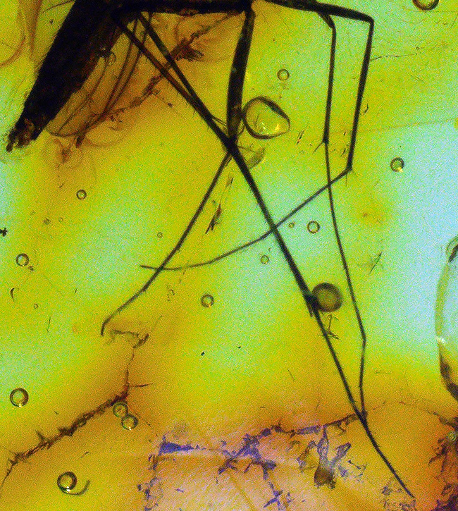およそ４０００万年前の針葉樹の樹脂の化石、透明度高い！大きなキノコバエ科の虫を内包したバルト海産琥珀（Amber）（その8）