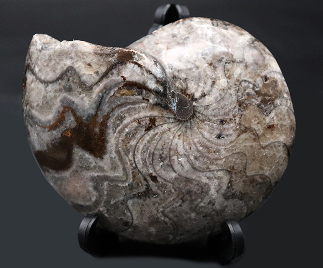 意外に見かけない、古生代の海の主役、ゴニアタイト（Goniatite）の完全体の化石（その1）