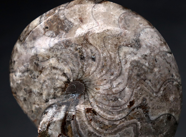 意外に見かけない、古生代の海の主役、ゴニアタイト（Goniatite）の完全体の化石（その3）