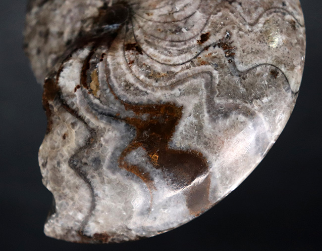 意外に見かけない、古生代の海の主役、ゴニアタイト（Goniatite）の完全体の化石（その4）