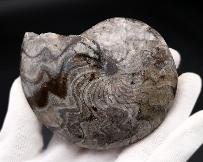 意外に見かけない、古生代の海の主役、ゴニアタイト（Goniatite）の完全体の化石（その5）
