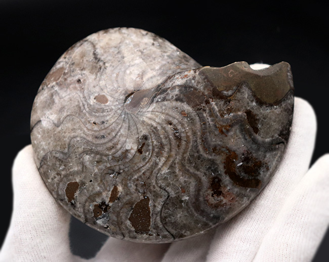 意外に見かけない、古生代の海の主役、ゴニアタイト（Goniatite）の完全体の化石（その6）