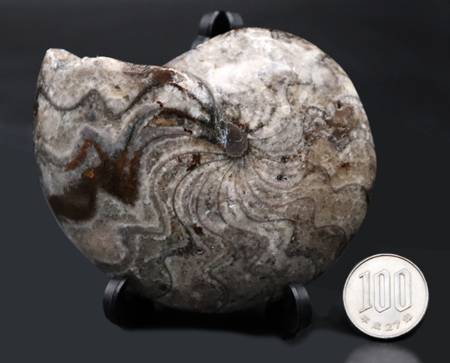 意外に見かけない、古生代の海の主役、ゴニアタイト（Goniatite）の完全体の化石（その8）