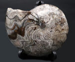 意外に見かけない、古生代の海の主役、ゴニアタイト（Goniatite）の完全体の化石