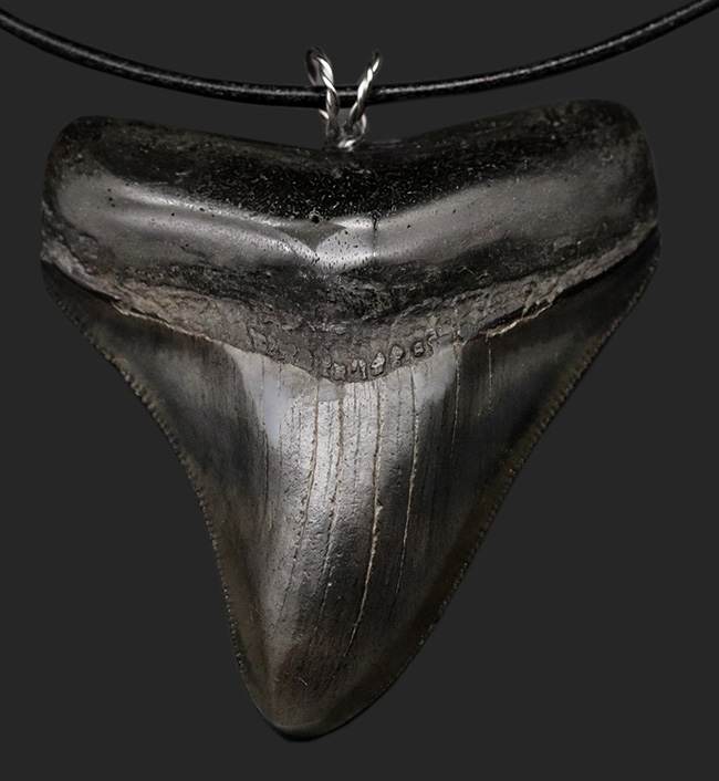 貴方VSメガロドン！支配するのはどっちだ？鋭い鋸歯！メガロドン（Carcharocles megalodon）歯化石を使ったペンダントトップ（高級ジュエリーケース、革紐、シルバーチェーン付き）（その1）