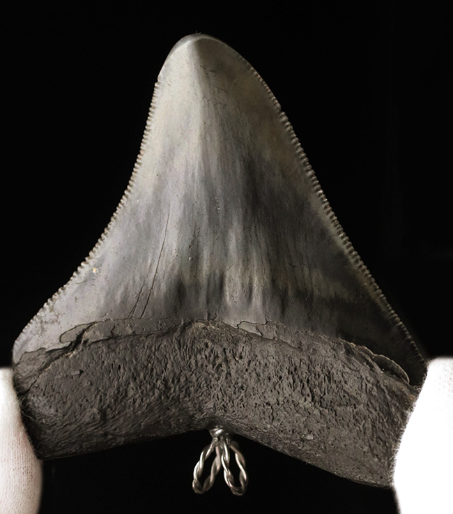 貴方VSメガロドン!支配するのはどっちだ?鋭い鋸歯!メガロドン(Carcharocles megalodon)歯化石を使ったペンダントトップ(高級ジュエリーケース、革紐、シルバーチェーン付き)(その10)