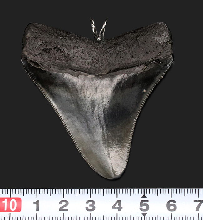 貴方VSメガロドン!支配するのはどっちだ?鋭い鋸歯!メガロドン(Carcharocles megalodon)歯化石を使ったペンダントトップ(高級ジュエリーケース、革紐、シルバーチェーン付き)(その11)
