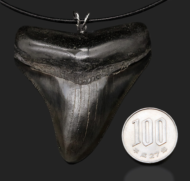 貴方VSメガロドン!支配するのはどっちだ?鋭い鋸歯!メガロドン(Carcharocles megalodon)歯化石を使ったペンダントトップ(高級ジュエリーケース、革紐、シルバーチェーン付き)(その12)