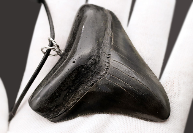 貴方VSメガロドン!支配するのはどっちだ?鋭い鋸歯!メガロドン(Carcharocles megalodon)歯化石を使ったペンダントトップ(高級ジュエリーケース、革紐、シルバーチェーン付き)(その2)