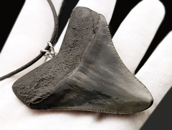 貴方VSメガロドン！支配するのはどっちだ？鋭い鋸歯！メガロドン（Carcharocles megalodon）歯化石を使ったペンダントトップ（高級ジュエリーケース、革紐、シルバーチェーン付き）（その3）