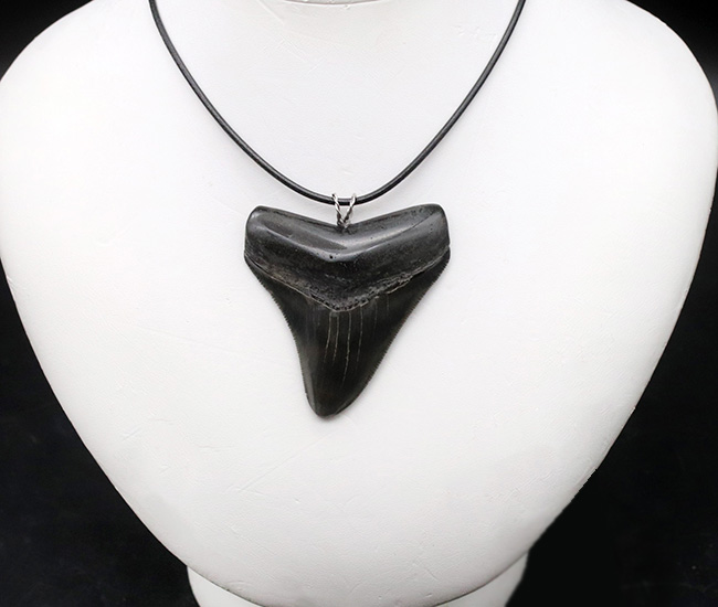 貴方VSメガロドン!支配するのはどっちだ?鋭い鋸歯!メガロドン(Carcharocles megalodon)歯化石を使ったペンダントトップ(高級ジュエリーケース、革紐、シルバーチェーン付き)(その4)