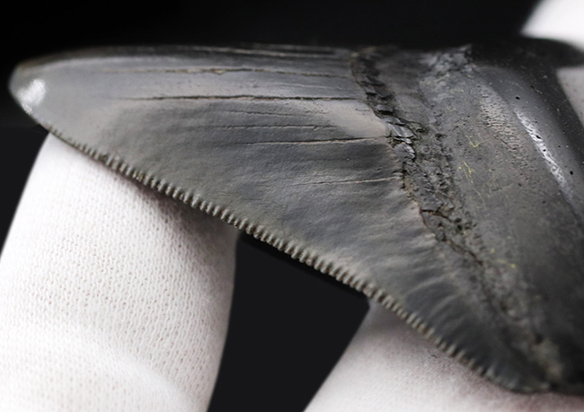貴方VSメガロドン!支配するのはどっちだ?鋭い鋸歯!メガロドン(Carcharocles megalodon)歯化石を使ったペンダントトップ(高級ジュエリーケース、革紐、シルバーチェーン付き)(その6)
