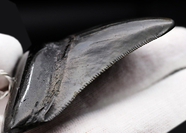 貴方VSメガロドン!支配するのはどっちだ?鋭い鋸歯!メガロドン(Carcharocles megalodon)歯化石を使ったペンダントトップ(高級ジュエリーケース、革紐、シルバーチェーン付き)(その7)