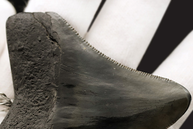貴方VSメガロドン！支配するのはどっちだ？鋭い鋸歯！メガロドン（Carcharocles megalodon）歯化石を使ったペンダントトップ（高級ジュエリーケース、革紐、シルバーチェーン付き）（その9）