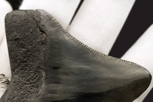貴方VSメガロドン!支配するのはどっちだ?鋭い鋸歯!メガロドン(Carcharocles megalodon)歯化石を使ったペンダントトップ(高級ジュエリーケース、革紐、シルバーチェーン付き)(その9)