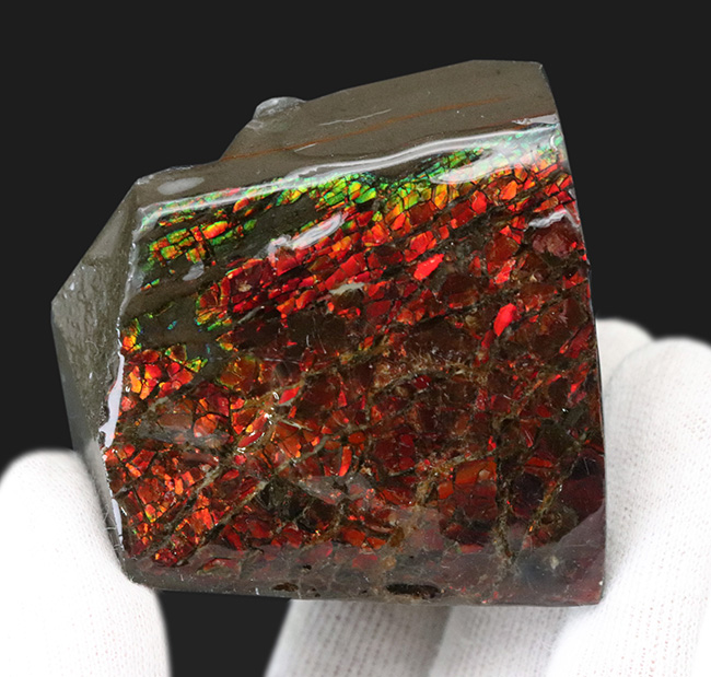 ２面が輝く！一部がドラゴンスキン化した赤中心に輝くアンモライト（Ammolite）のブロック型標本（その1）