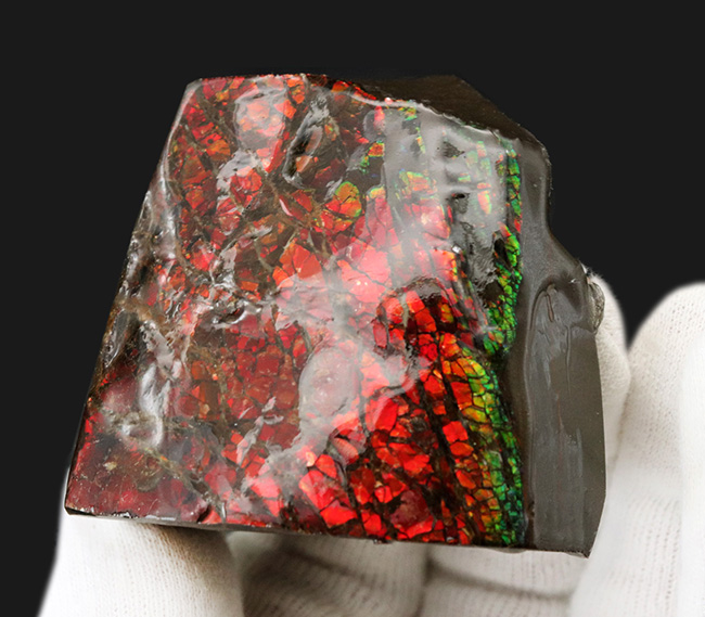 ２面が輝く！一部がドラゴンスキン化した赤中心に輝くアンモライト（Ammolite）のブロック型標本（その3）
