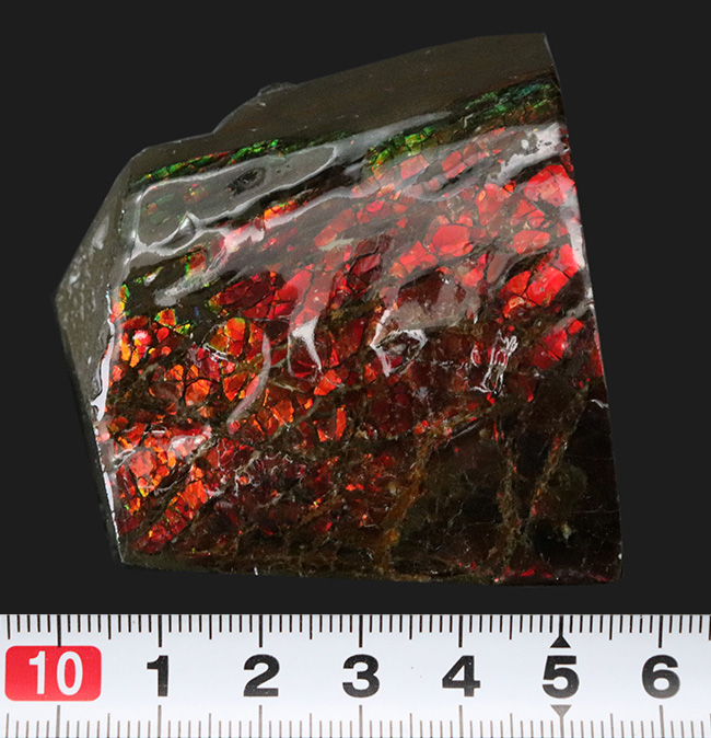 ２面が輝く！一部がドラゴンスキン化した赤中心に輝くアンモライト（Ammolite）のブロック型標本（その7）