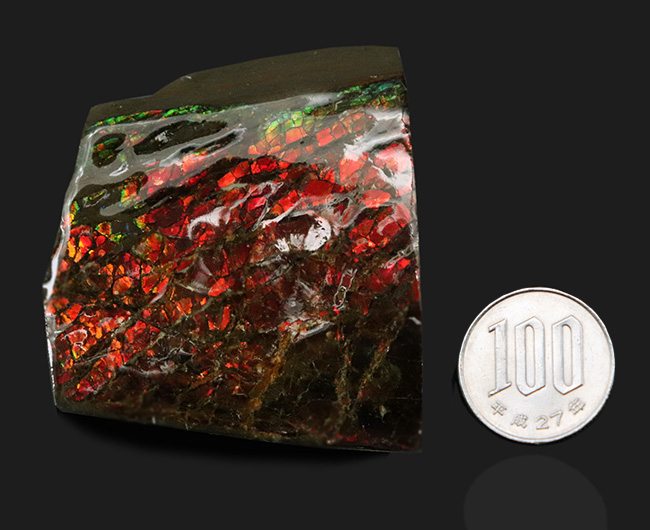 ２面が輝く！一部がドラゴンスキン化した赤中心に輝くアンモライト（Ammolite）のブロック型標本（その8）